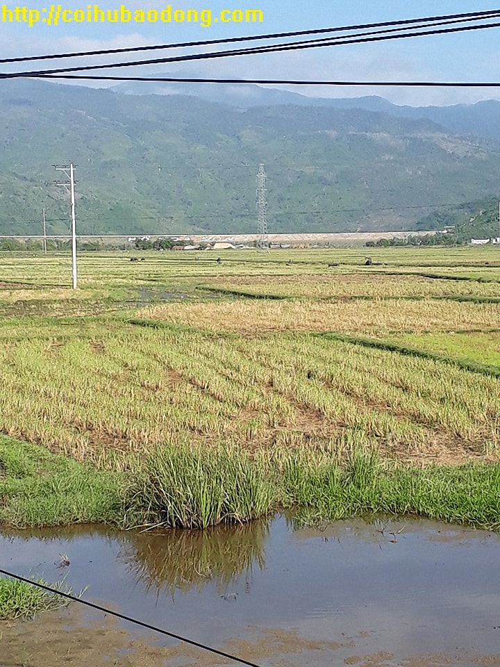 Cây lúa được trồng ngay gần hồ chứa nước